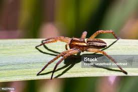 Attēlu rezultāti vaicājumam “Dolomedes fimbriatus”