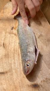 Image result for Crenimugil seheli