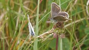 Attēlu rezultāti vaicājumam “Plebejus argus male”