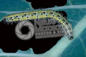 Attēlu rezultāti vaicājumam “Pieris brassicae larva”