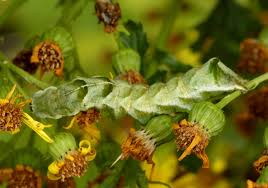 Attēlu rezultāti vaicājumam “Melanchra persicariae larva”