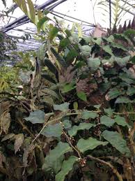 Attēlu rezultāti vaicājumam “Trichia ambigua stalked”