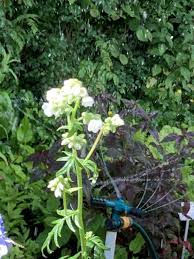 Image result for Polemonium coeruleum album