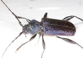 Attēlu rezultāti vaicājumam “Callidium violaceum”