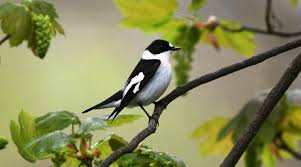 Image result for Ficedula albicollis