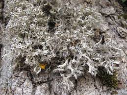 Attēlu rezultāti vaicājumam “Anaptychia ciliaris”