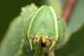 Attēlu rezultāti vaicājumam “Laothoe amurensis”