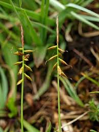 Attēlu rezultāti vaicājumam “Blysmus compressus fruit”