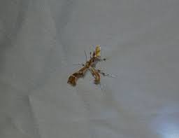 Attēlu rezultāti vaicājumam “Cnaemidophorus rhododactyla”