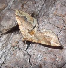 Attēlu rezultāti vaicājumam “Pelurga comitata”