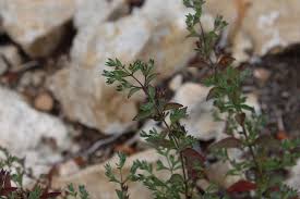 Attēlu rezultāti vaicājumam “Trichia ambigua stalked”