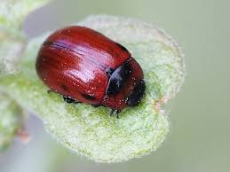 Attēlu rezultāti vaicājumam “Gonioctena viminalis”