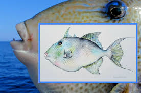 Image result for Mycteroperca phenax