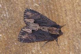 Attēlu rezultāti vaicājumam “Dypterygia scabriuscula”