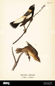 Image result for Dolichonyx oryzivorus