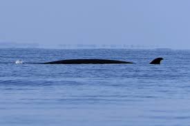 Image result for Ilfracombe Orcas Octopush Club