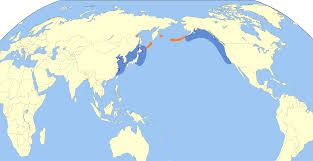 Image result for Synthliboramphus antiquus