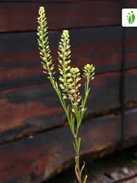 Attēlu rezultāti vaicājumam “Lepidium densiflorum fruit”