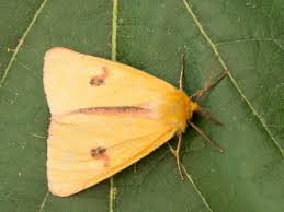 Attēlu rezultāti vaicājumam “Diacrisia sannio female”