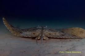 Image result for Gymnura altavela