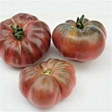 Afbeeldingsresultaat voor purple calabash tomato