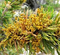 Attēlu rezultāti vaicājumam “Santalaceae”