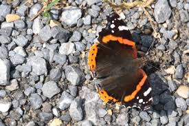Attēlu rezultāti vaicājumam “Vanessa atalanta upperside”