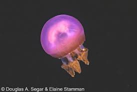 Attēlu rezultāti vaicājumam “Scyphozoa”