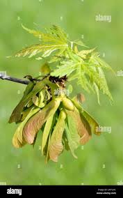Attēlu rezultāti vaicājumam “Acer saccharinum fruit”