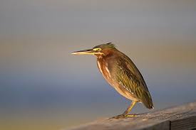 Image result for Butorides virescens