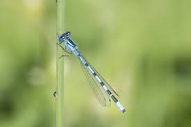 Attēlu rezultāti vaicājumam “Enallagma cyathigerum male”