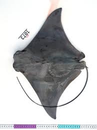 Image result for Rhinoptera bonasus