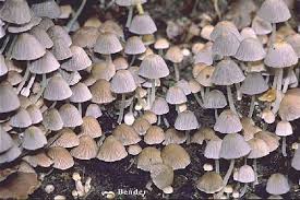 Attēlu rezultāti vaicājumam “Coprinus disseminatus”