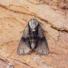 Attēlu rezultāti vaicājumam “Acronicta alni”