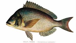 Image result for Stenotomus chrysops