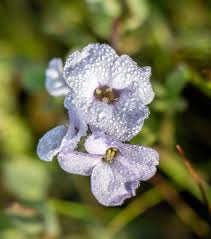 Attēlu rezultāti vaicājumam “Cakile maritima subsp. baltica leaf”
