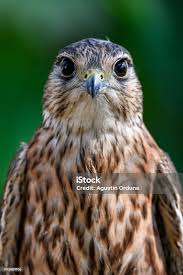 Image result for Falco columbarius