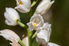 Attēlu rezultāti vaicājumam “Cephalanthera longifolia”