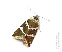 Attēlu rezultāti vaicājumam “Deltote bankiana”