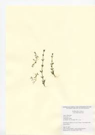 Attēlu rezultāti vaicājumam “Callitriche verna”