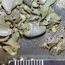 Attēlu rezultāti vaicājumam “Dermatocarpon luridum”