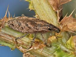 Attēlu rezultāti vaicājumam “Cleonis pigra”