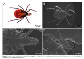Attēlu rezultāti vaicājumam “Ixodes female”