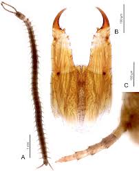 Attēlu rezultāti vaicājumam “Geophilidae”