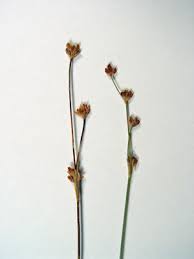 Attēlu rezultāti vaicājumam “Juncus alpinoarticulatus”