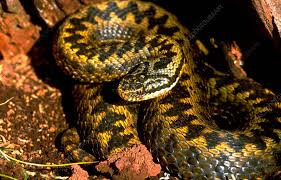 Attēlu rezultāti vaicājumam “Vipera berus adult”
