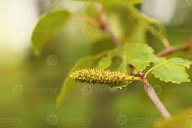 Attēlu rezultāti vaicājumam “Betula pubescens flower”