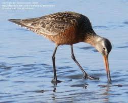 Image result for Limosa haemastica