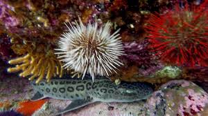 Image result for Poroderma pantherinum