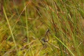 Attēlu rezultāti vaicājumam “Cordulidae”